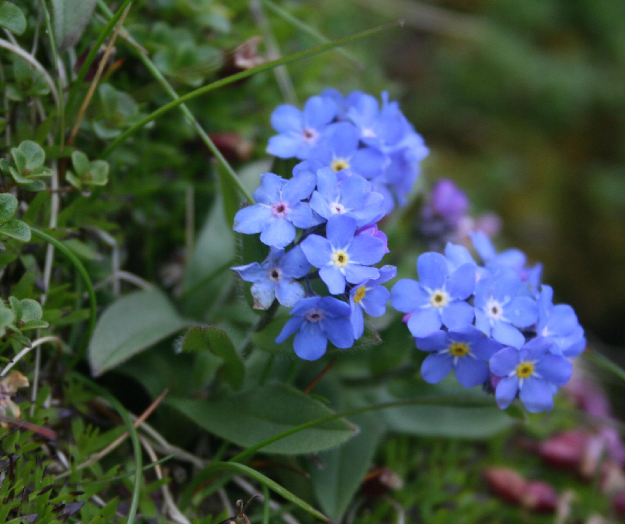 Myosostis alpestris on Ben Lawers