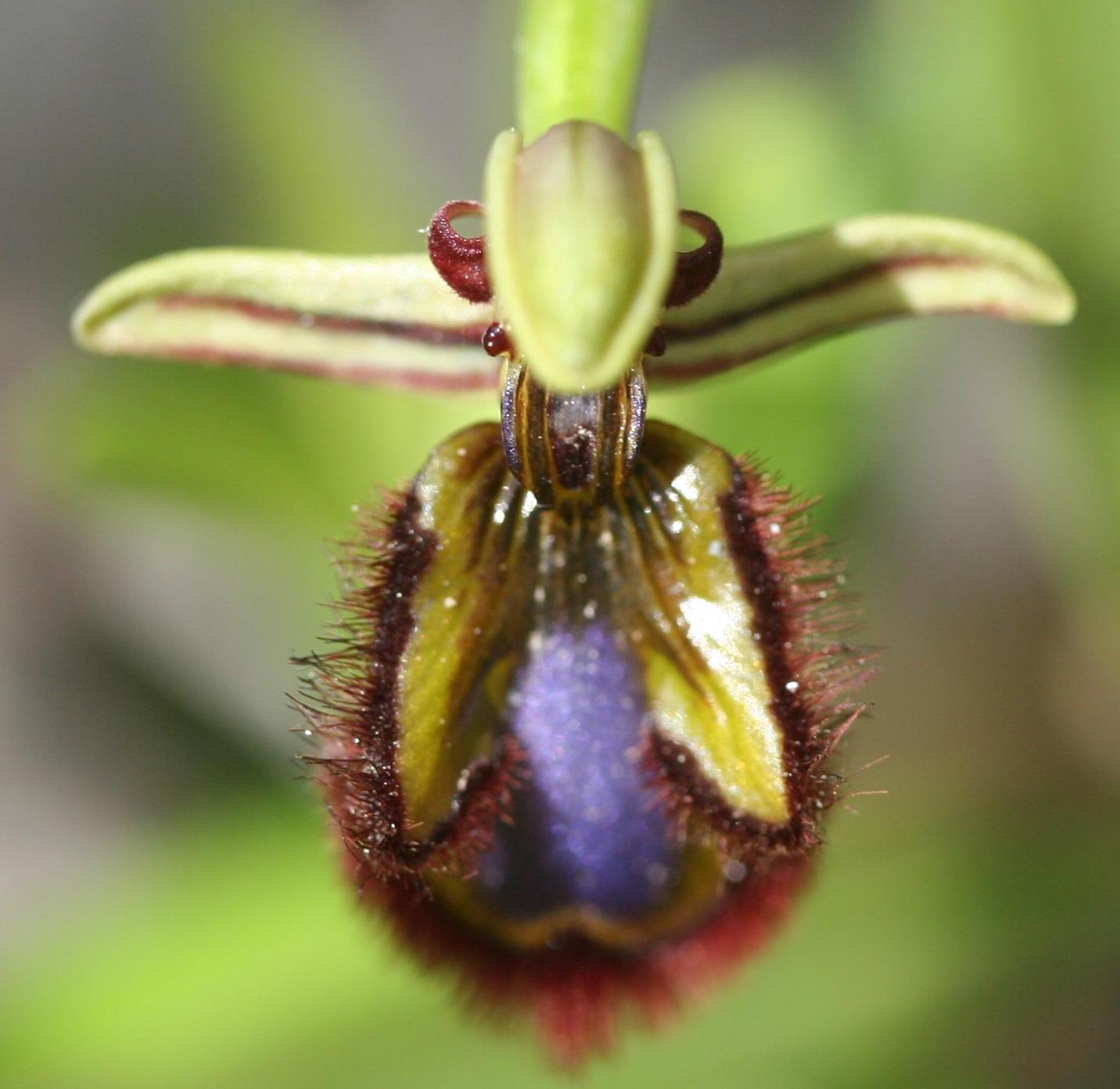 Ophrys speculum ~
              Mirror Orchid