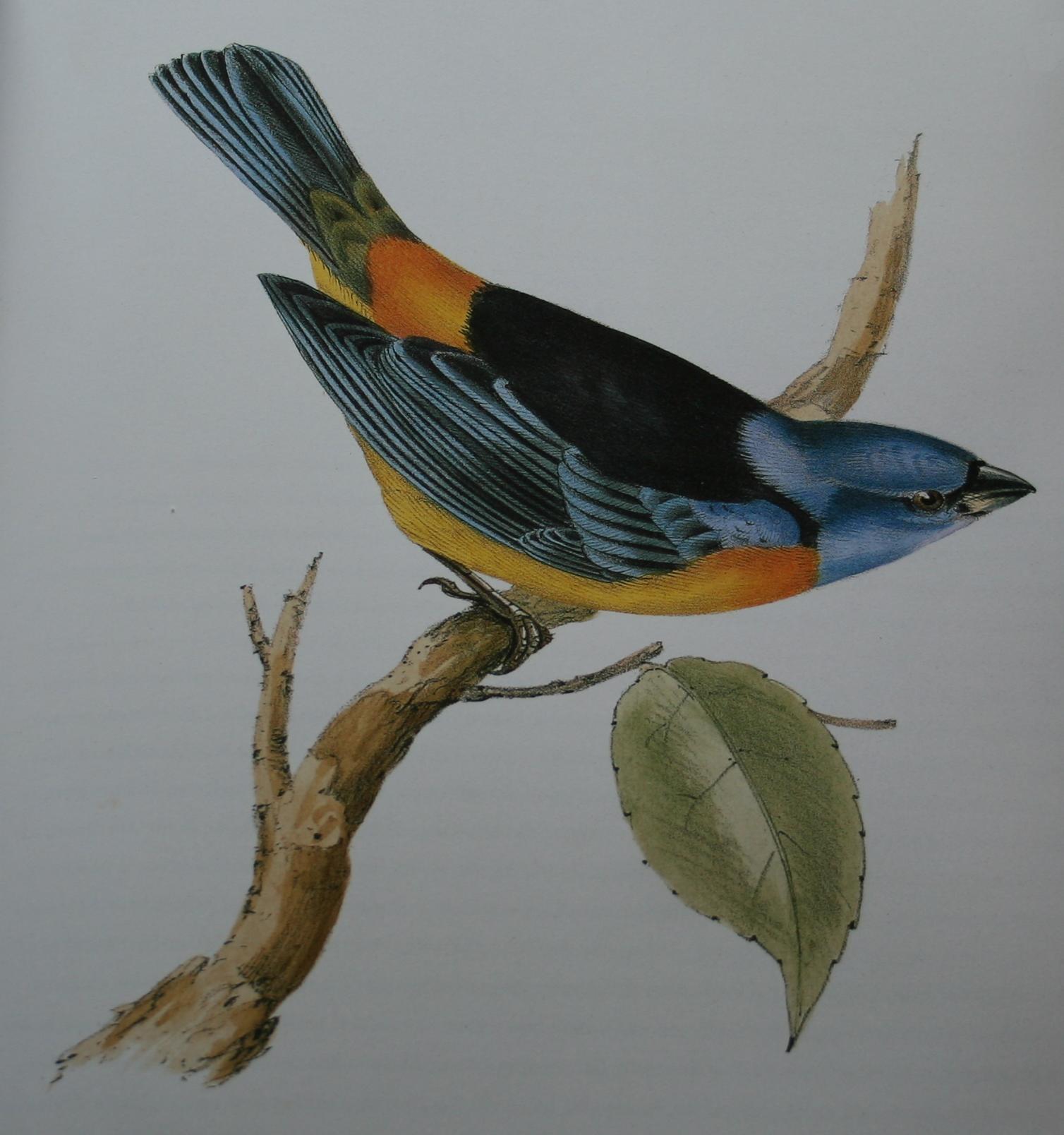 Tanagra darwini by John Gould