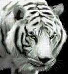 The White Tiger